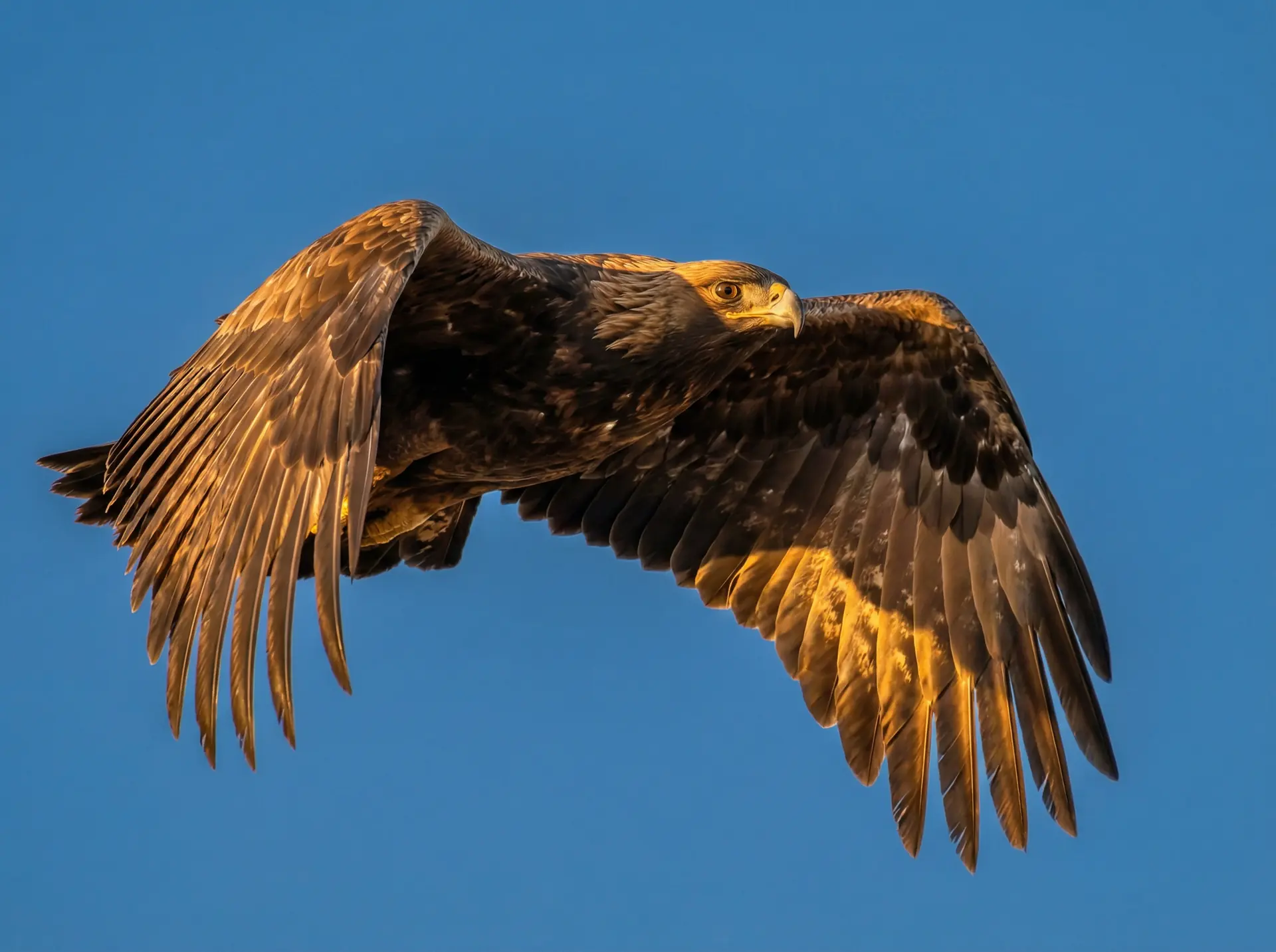 肉视频 精选 - 飞翔中的金雕野生动物摄影